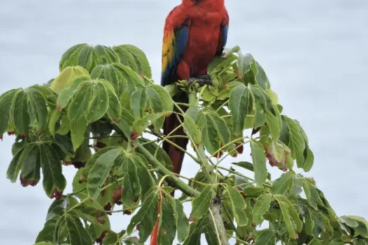 Stunning Oceanfront Penthouse Punta Leona